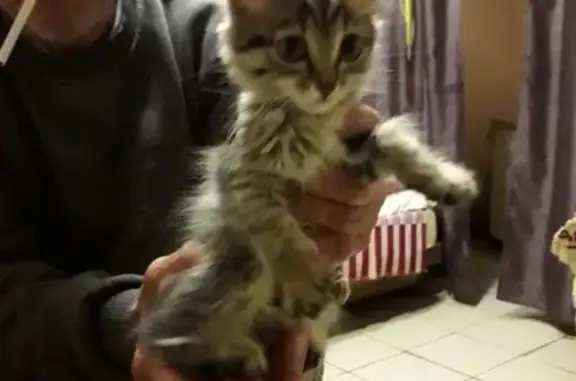 Кошка найдена на Янаульской 34-38, Пермь
