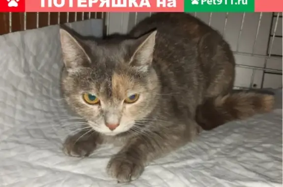 Найдена серая кошка на ул. Машиностроителей (Екатеринбург)