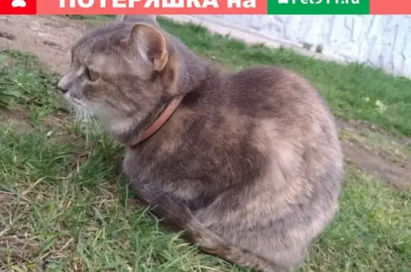 Найдена кошка в 42 комплексе с ошейником, Набережные Челны
