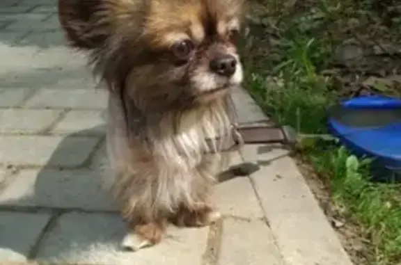 Найден пес в Чапаевском парке, Москва, без чипа и ошейника.