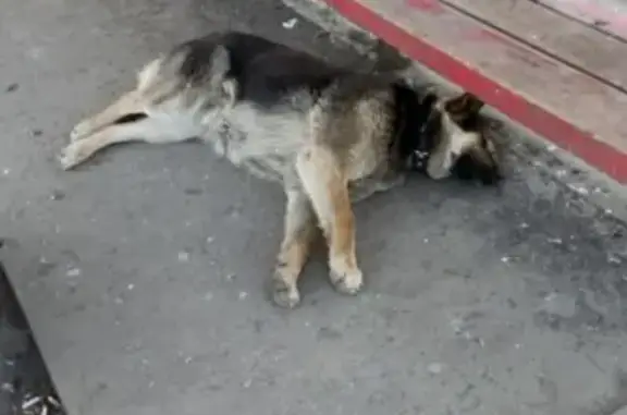 Найдена отравленная собака на Ост Шевченко, нужна помощь! (39 символов)