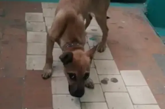 Найден щенок на ул. Металлургов в Орле