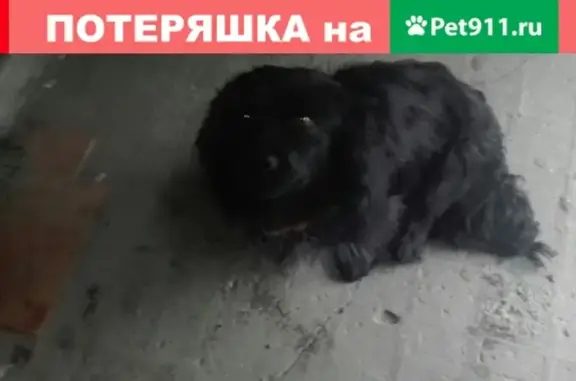 Собака найдена: Гагарина 16, Татищево