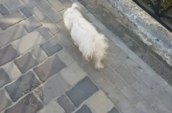 Собака потерялась на ул. Ленина в Старом Осколе, Белгородская область.