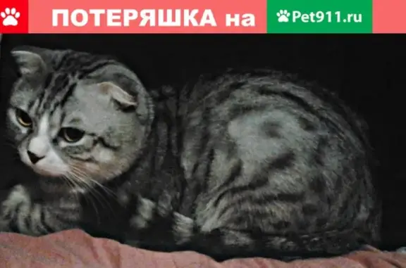 Пропала кошка в Саратове на улице Васильковская