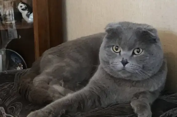 Найдена кошка в ошейнике, ищем хозяев в Приокском р-не, Нижний Новгород