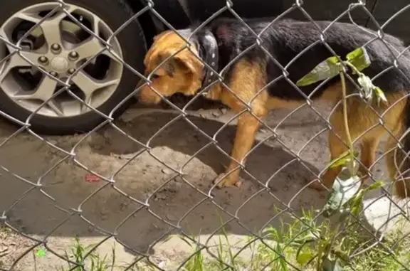 Найдена собака с ошейником в Ростове