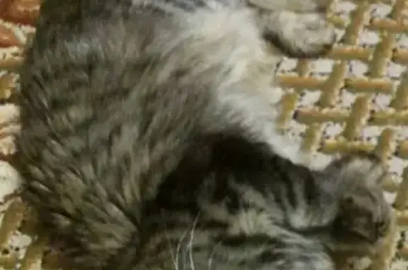 Пропал домашний кот Персик на Снежке 06.05.19, вознаграждение за информацию, Брянск