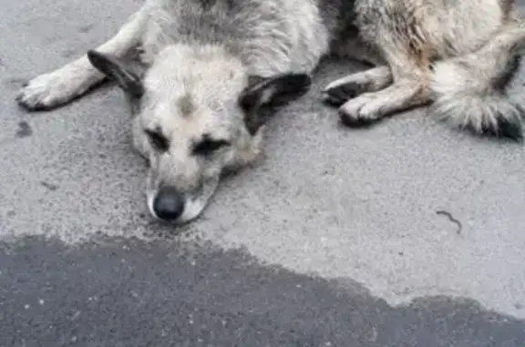 Найдена собака на Софийской ул. СПб.