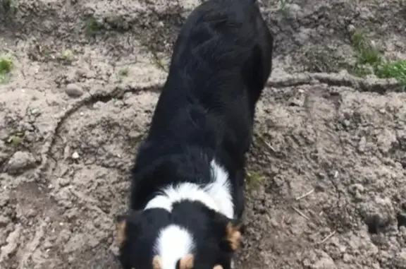 Найдена собака на дачах в Юрьевце на 31 км