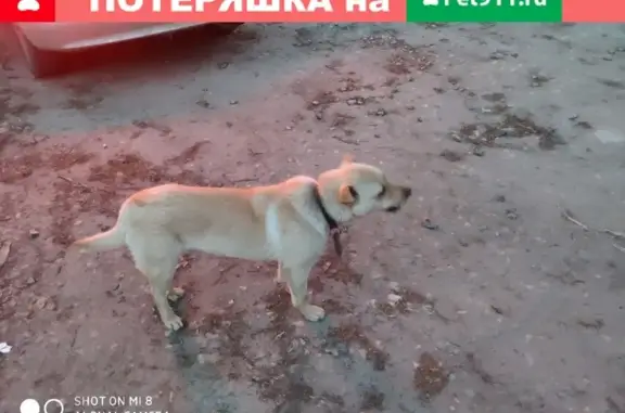 Найден пёс на ул. Свободы (Сортировка)