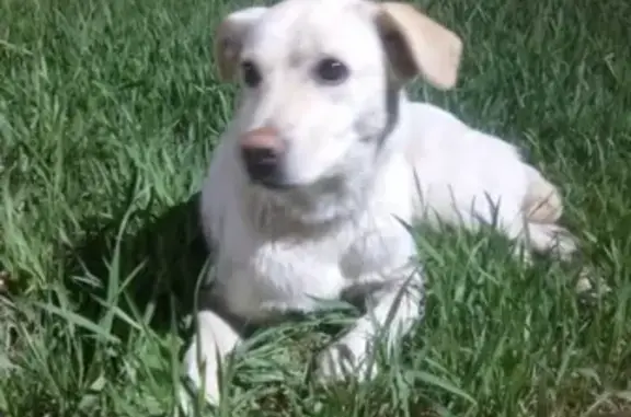Найдена собака в Солнцево, #потеряшка с телефоном Ольги