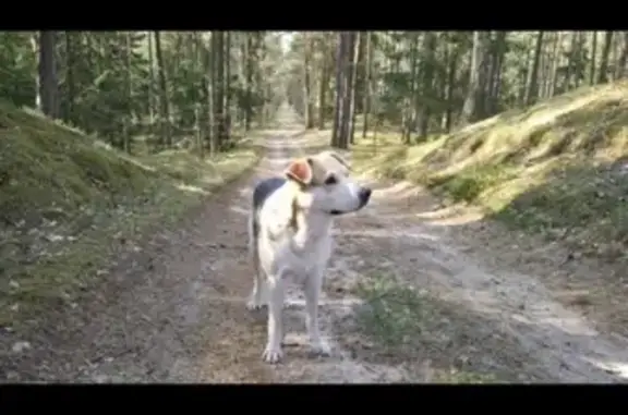 Пропала собака Эльза в районе РГДК, Калининградская область