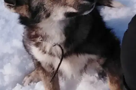 Пропала собака Бим, район бывшего к/т Россия, Тверская область.