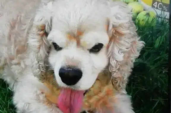 Собаки потеряшки, Псков, фото: Потеряшка собака в Лопотовских крестах, Псков.