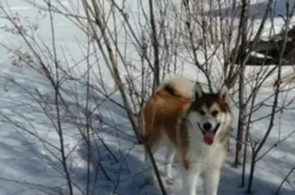Потерянные животные Сургут, фото: Пропала собака Лайка в Сургуте