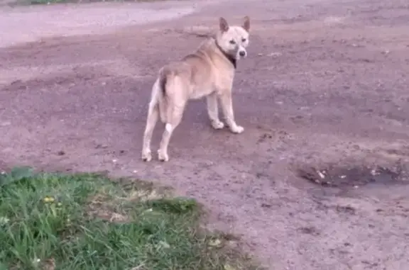 Найдена собака у ЖК НОВЫЙ ГОРОД в Твери