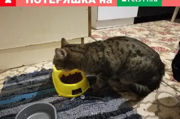 Найден котик на Профсоюзов 40, возраст 4-5 мес.