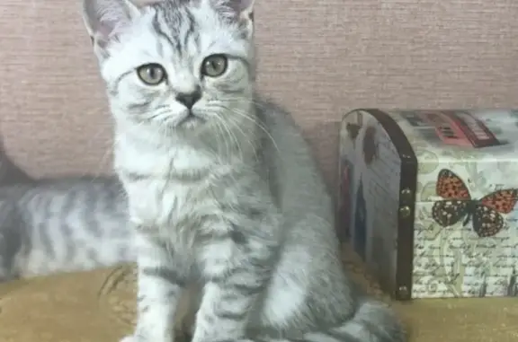 Кошки потеряшки, Лосня, фото: Потеряшка кошка в д. Лосня, Смоленская обл.