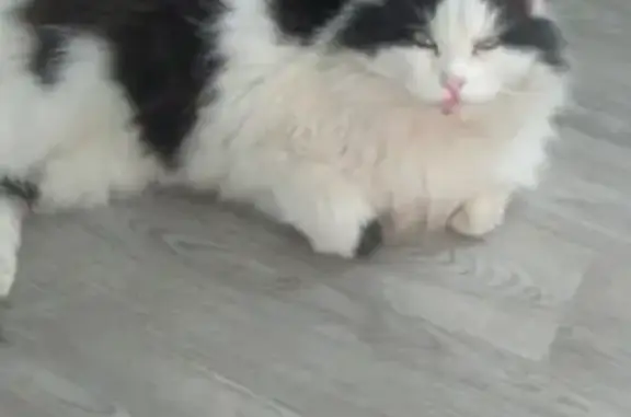 Кошки потеряшки, Курган, фото: Потеряшка кот Марс в Рябково, Курган, ул. 9 мая https://vk.com/darya_dmitriewna