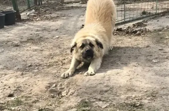 Пропала собака Боня в Балашихе