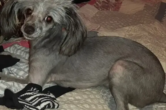 Собаки потеряшки, Псков, фото: Потеряшка собака в Пскове, ул. Труда 67-69