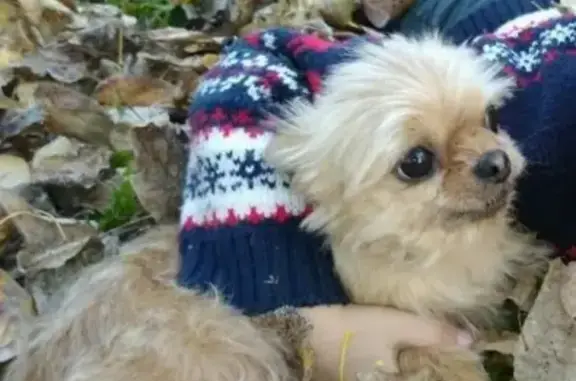 Пропала собака на Валовом кольце, Переславль-Залесский