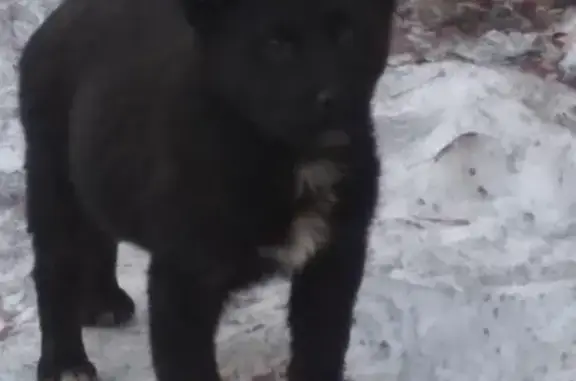 Собаки потеряшки, Москва, фото: Потеряшка собака на ул. Иловайская в Москве