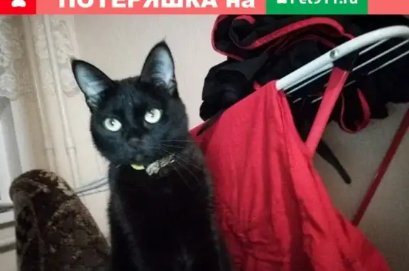 Пропала кошка на улице Самойлов, Заречье, Вологда