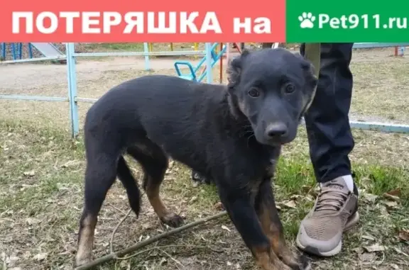Найден щенок на Горького, ЧТЗ - ищем хозяев! #жч_собаки