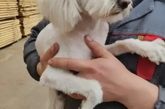 Найдена собака в Домодедово! СРОЧНО!