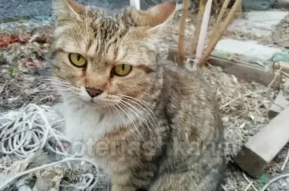 Найдена ласковая кошка в Дзержинском районе, Новосибирск