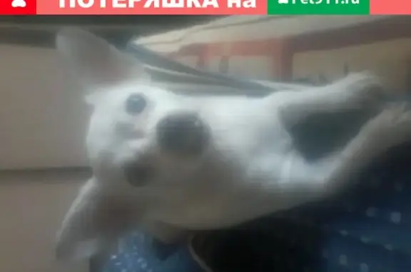 Пропала собака Люся на ул. Коминтерна, Медногорск, Оренбургская обл.