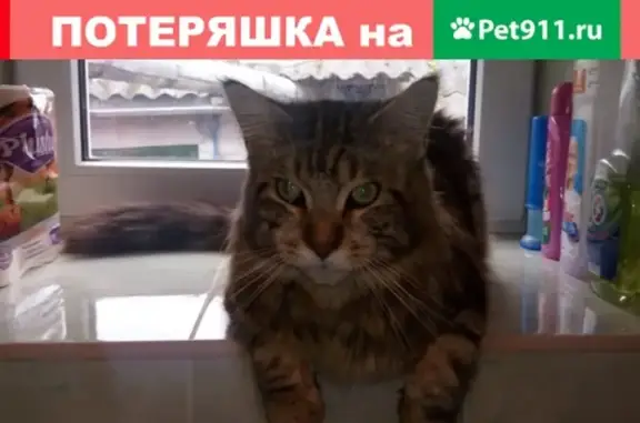 Пропал кот на ул. 8 Марта, Ильский, Краснодарский край