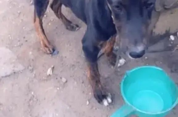 Пропала собака Барон в центре Кызыла