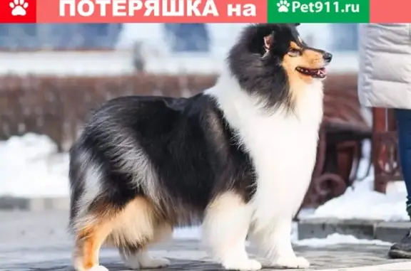 Пропала собака в Тюменском районе, вознаграждение!