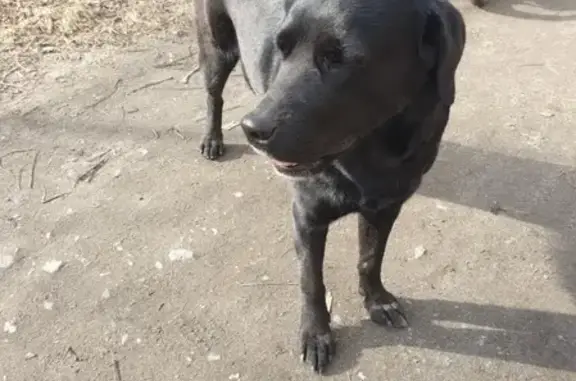 Найденные животные Мурманск, фото: Найдена собака на ул. Беринга, Мурманск