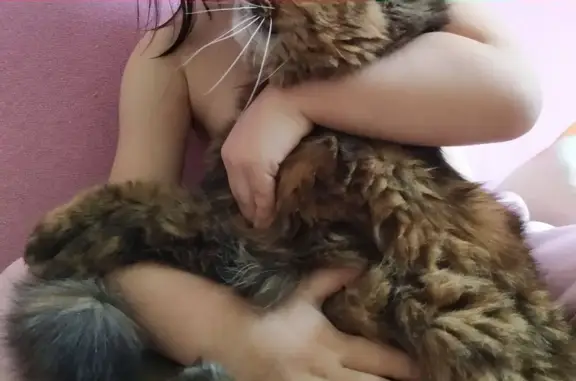 Кошки потеряшки, Набережные Челны, фото: Потеряшка кошка в Набережных Челнах, 48 к-се 1 мая: 