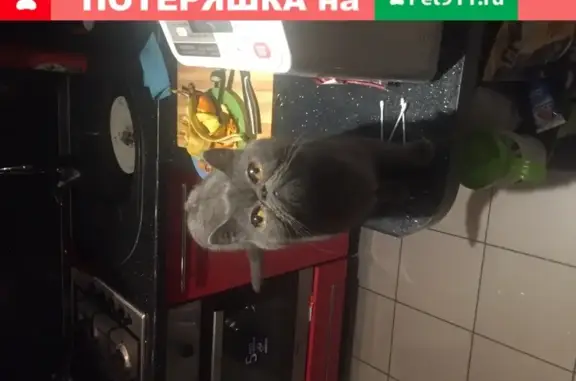 Найдена маленькая экзотическая кошка на Невской улице в Волгограде
