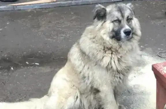 Пропала собака в Подольске, вознаграждение.