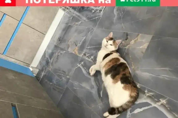 Пропала стерилизованная кошка в ЖК Борисоглебское, Москва