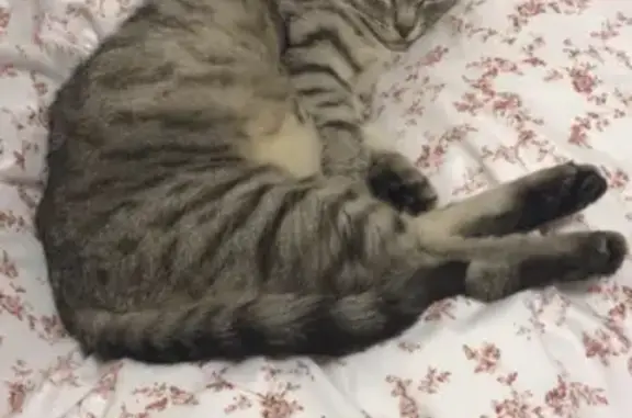 Кошки потеряшки, Москва, фото: Потеряшка кошка на Мельникова, 3к6, Москва.