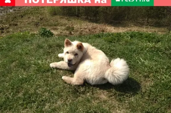 Пропала собака Чау в Новом Измайлово, Балашиха