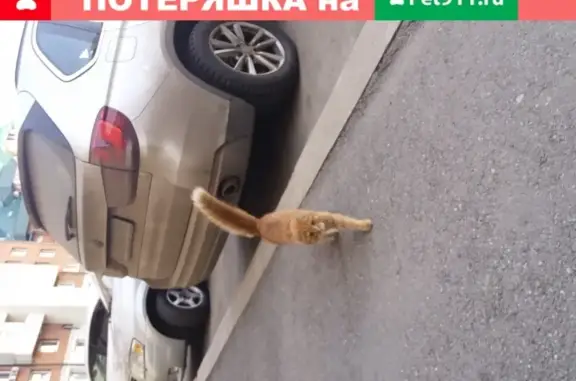Потерянный рыжий котик в Иркутске
