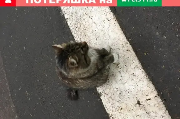 Найдена пушистая кошка на ул. Горбатова, 5