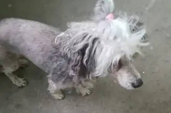 Найденные животные Мурманск, фото: Найдена собака в Мурманске, ищем хозяина!