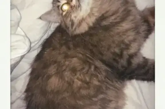 Кошки потеряшки, Вяземский, фото: Потеряшка сибирский кот в Вяземском, просьба помочь.