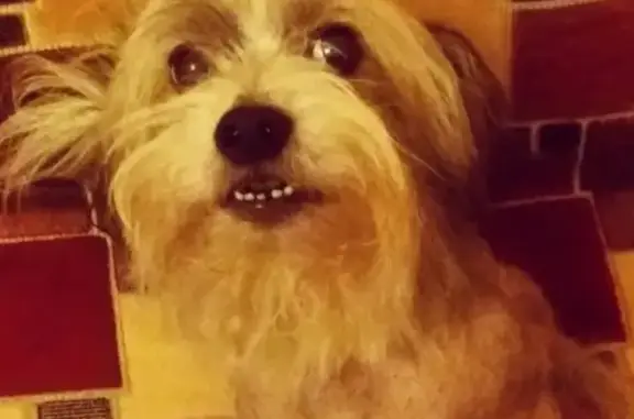 Объявления о пропавших и найденных животных, Липецк, фото: Пропала китайская хохлатая собака 