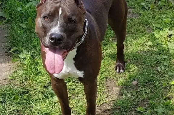 Собаки потеряшки, Уфа, фото: Потеряшка собака в районе Телецентра или Нижегородки