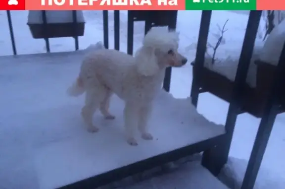 Пропала собака Зая на ул. Усова, Томск